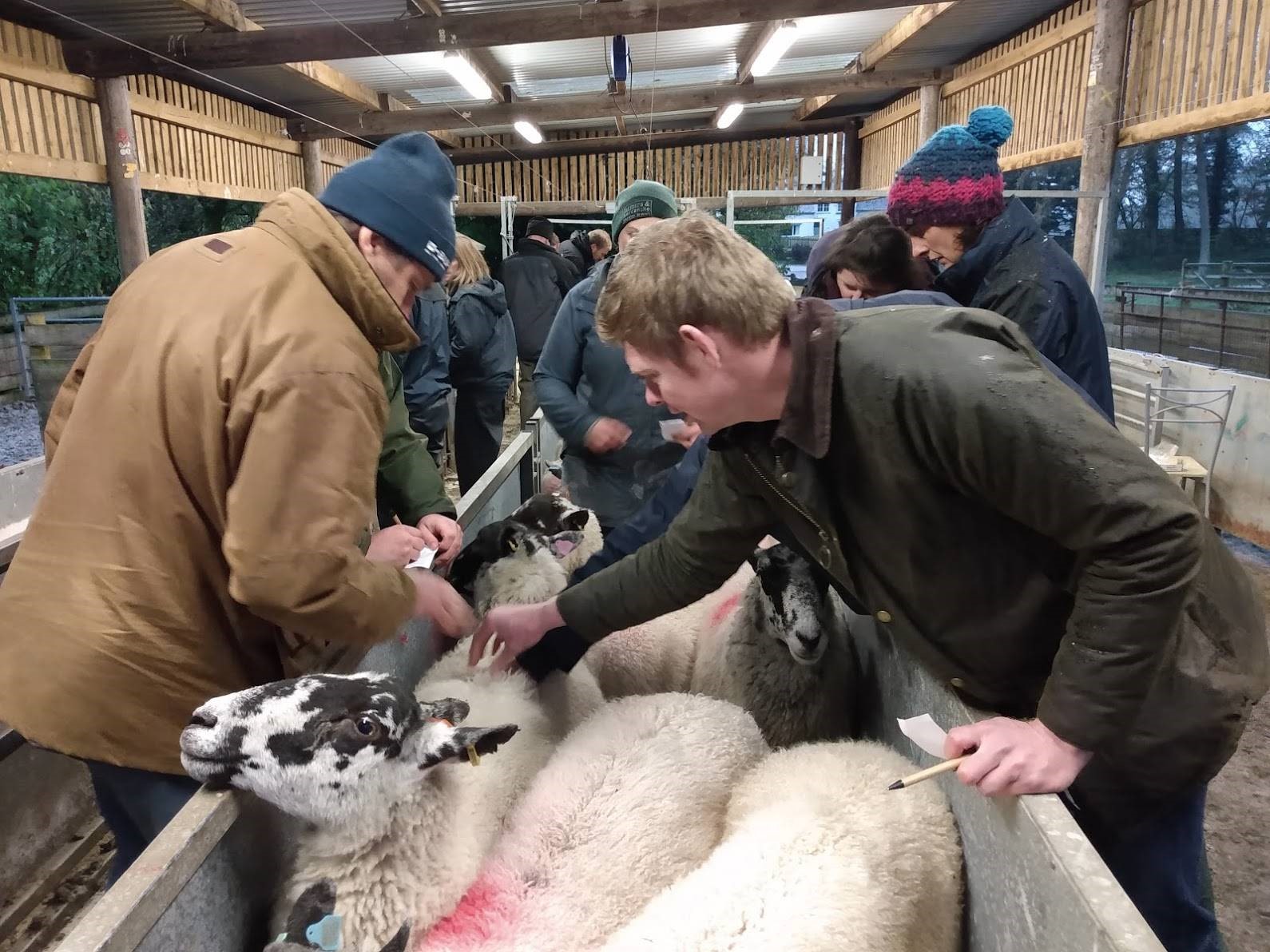 a group of people feeding sheep